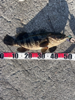 チャイロマルハタの釣果
