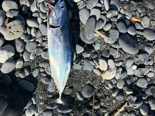 ヒラソウダの釣果
