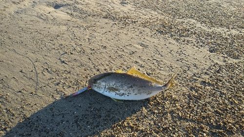 ショゴの釣果