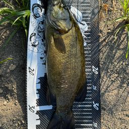 スモールマウスバス