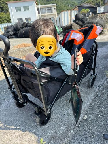 ソウダガツオの釣果