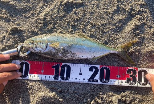 ワカシの釣果