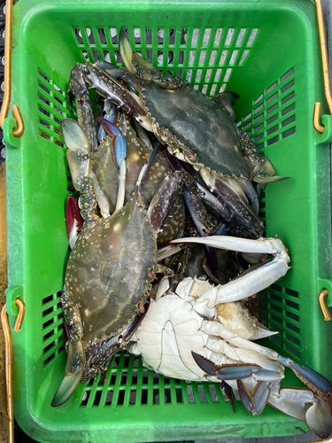 ワタリガニの釣果