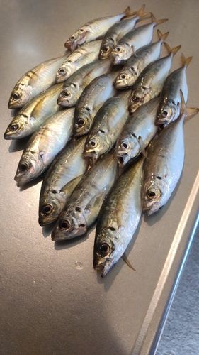 アジの釣果