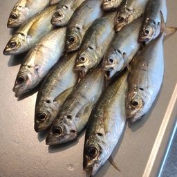 アジ