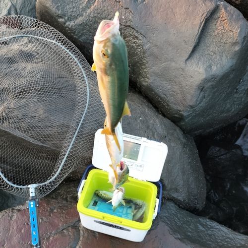ワカシの釣果