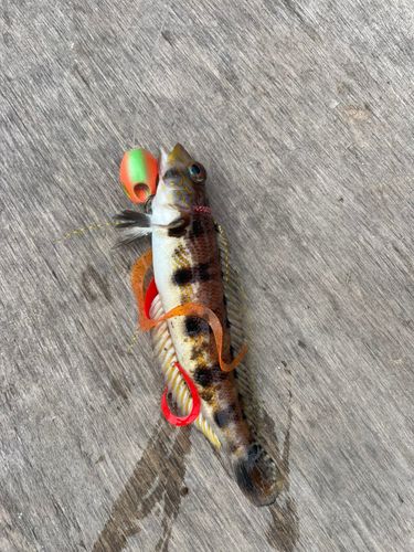 クラカケトラギスの釣果