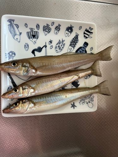キスの釣果