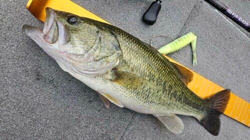 ラージマウスバスの釣果