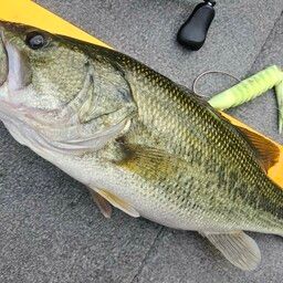 ラージマウスバス