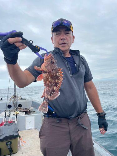 ウッカリカサゴの釣果