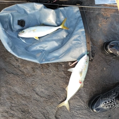 イナダの釣果