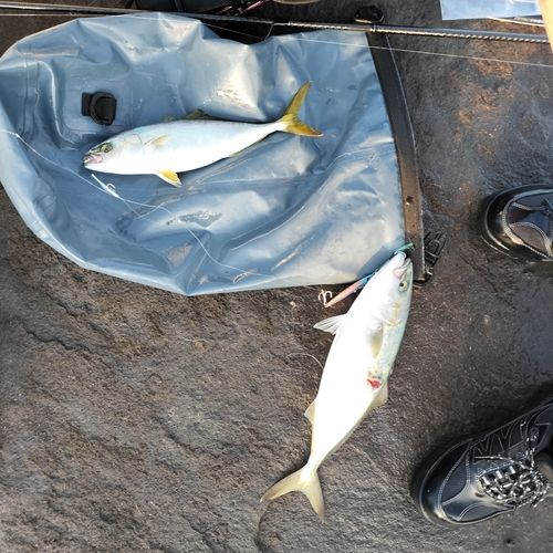 イナダの釣果