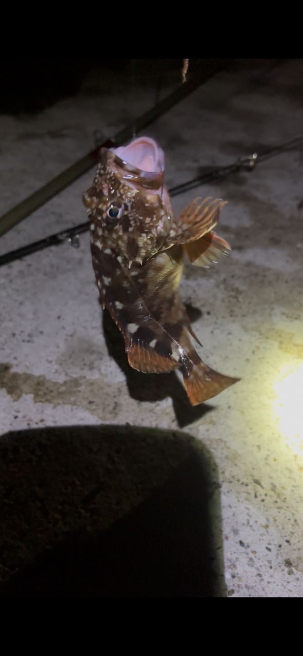 カサゴ