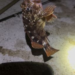 カサゴ