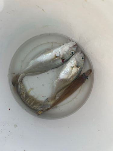 イシモチの釣果