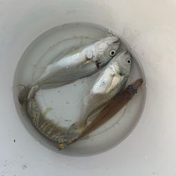 イシモチ