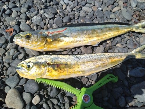シイラの釣果