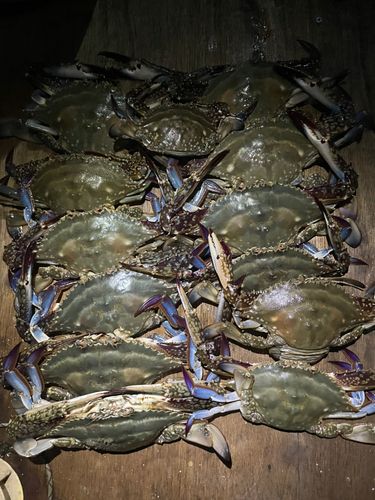 ワタリガニの釣果