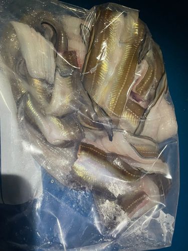 マアナゴの釣果