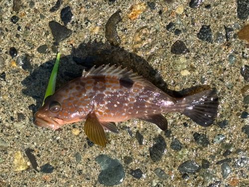 キジハタの釣果
