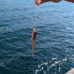 アサヒアナハゼ