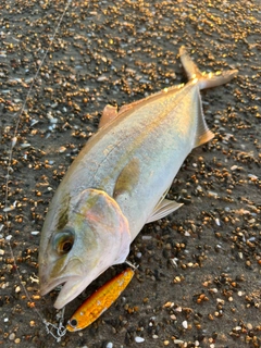 ショゴの釣果