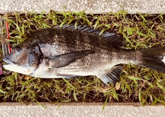 チヌの釣果