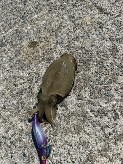 コウイカの釣果