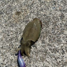 コウイカ