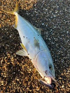 ワカシの釣果