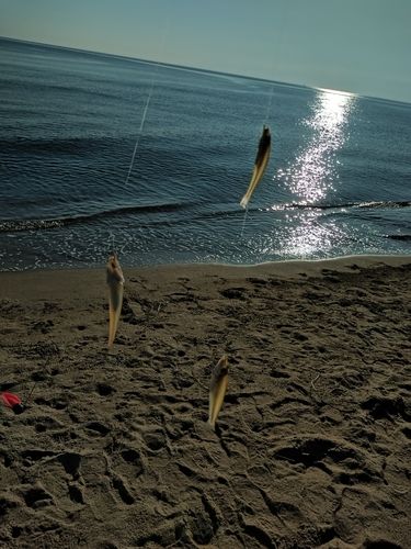 キスの釣果