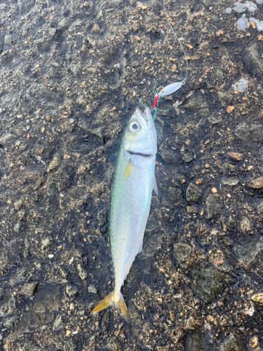 サバの釣果