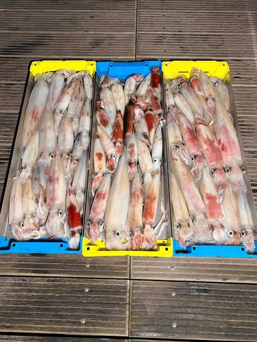 ケンサキイカの釣果