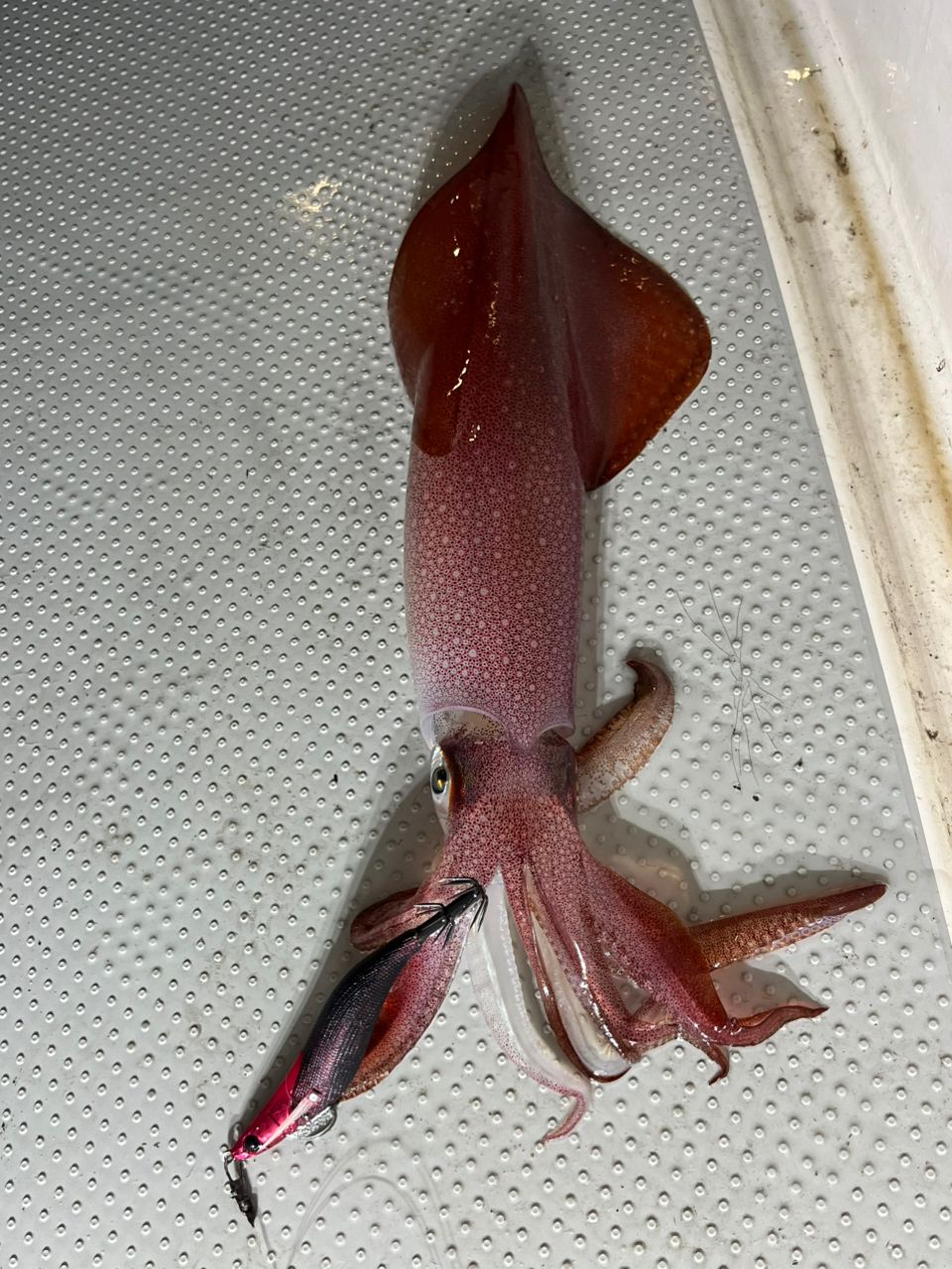 遊漁船 足立丸さんの釣果 2枚目の画像