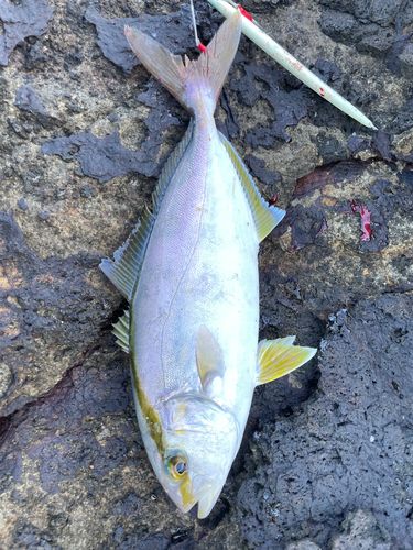ネリゴの釣果