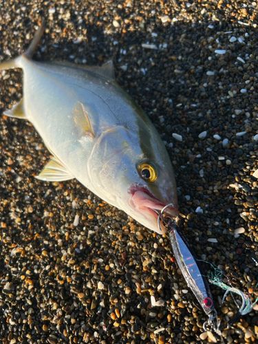 ショゴの釣果