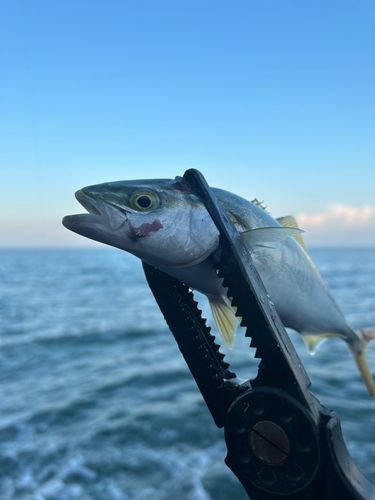 ワカシの釣果