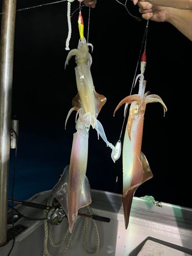 ケンサキイカの釣果