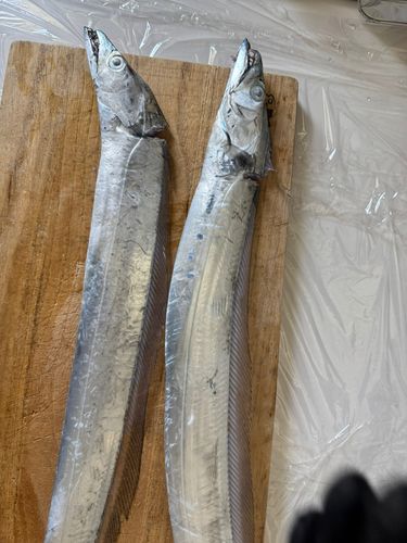 タチウオの釣果