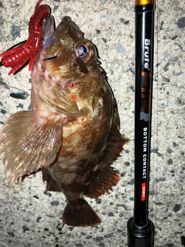 カサゴの釣果