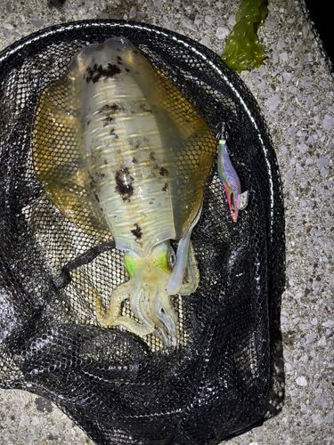 アオリイカの釣果