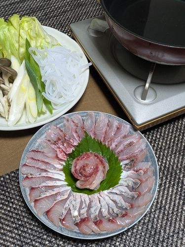 ボラの釣果