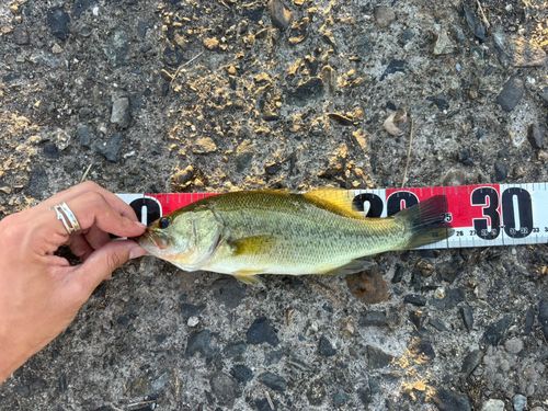 ブラックバスの釣果