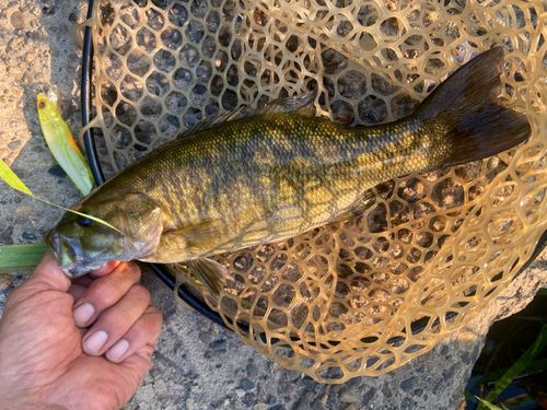 スモールマウスバスの釣果