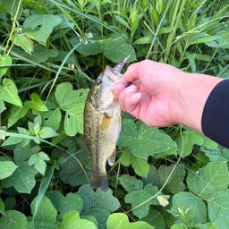 ラージマウスバス