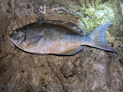 オナガグレの釣果