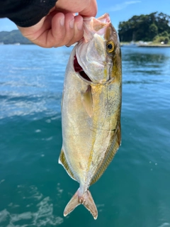 ショッコの釣果