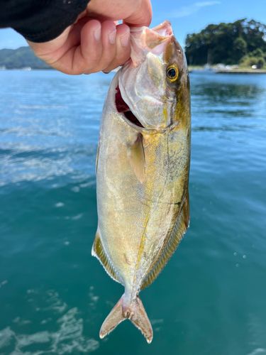 ショッコの釣果