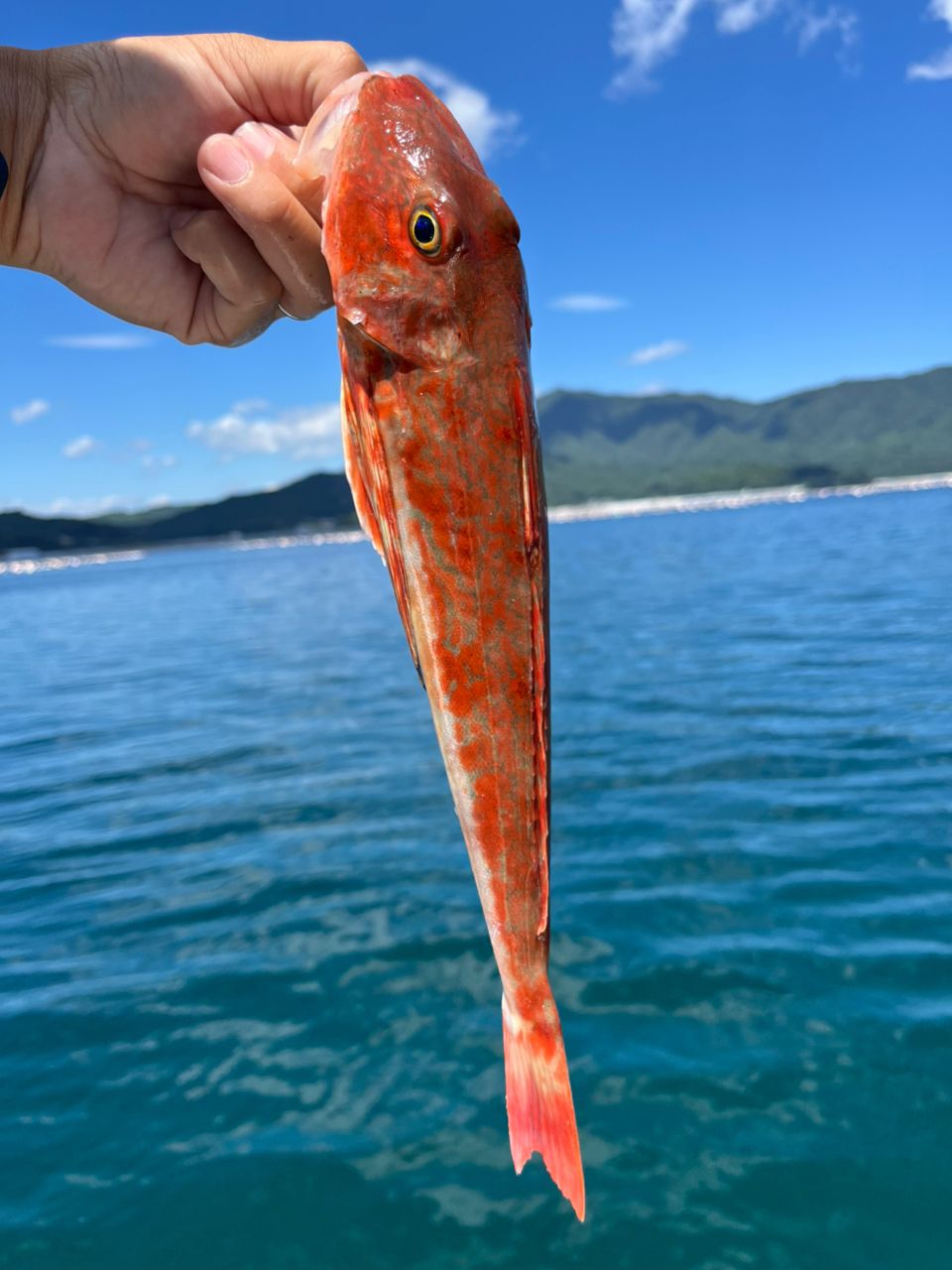 ショッコ